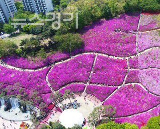 사진=철쭉동산 사진=철쭉동산
