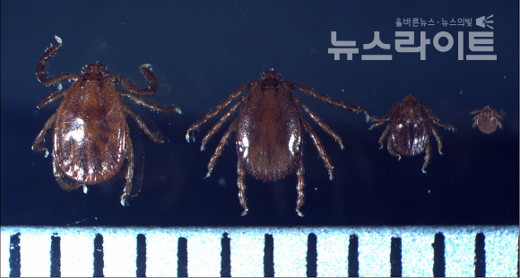 사진=작은소피참진드기 : 암컷, 수컷, 약충, 유충 순서(눈금한칸: 1mm)출처:  [건강 보건 정보]