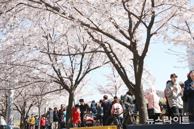 벚꽃길 걷기대회