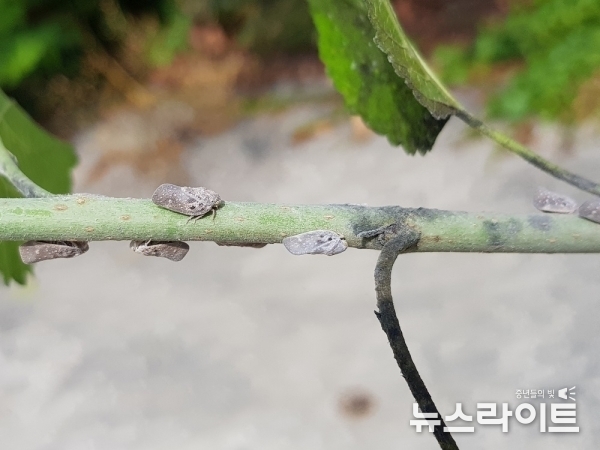 미국선녀벌레 성충