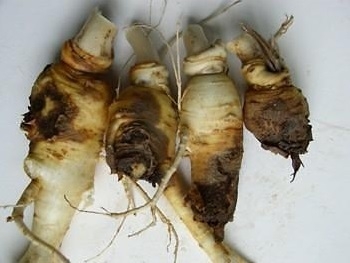 인삼 뿌리썩음병