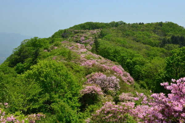 이미지 자료사진 = 축령산자연휴양림
