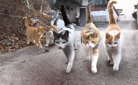 이미지 자료사진 = 길고양이 무리