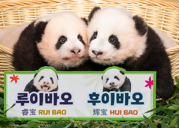 첫째 루이바오(왼쪽)와 둘째 후이바오(오른쪽). 사진=에버랜드 제공