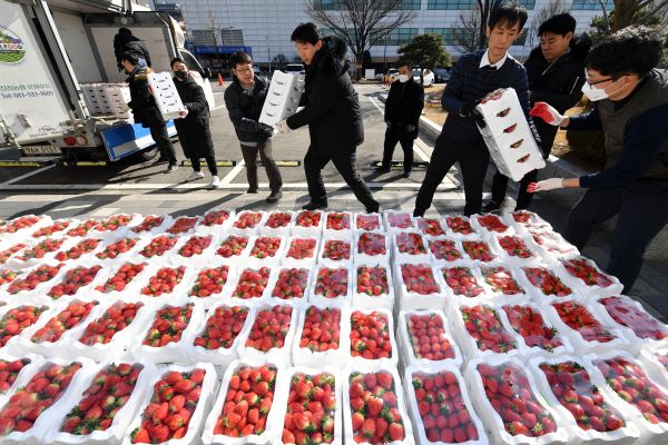 수원시 직원들이 18일 진천에서 온 딸기 상자를 내리고 있다.