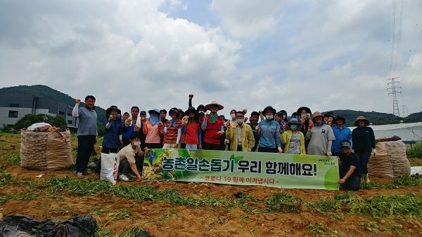 용인시, 농업기술센터 직원들 일손 부족 농가 감자 수확 도와