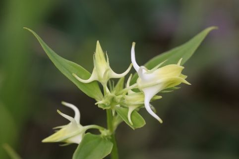 국내 연구자에 의해 새롭게 학명이 발표된 생물종 예