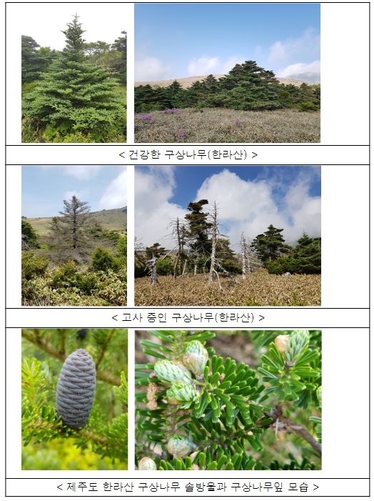 우리나라 구상나무 주요 자생지 모습