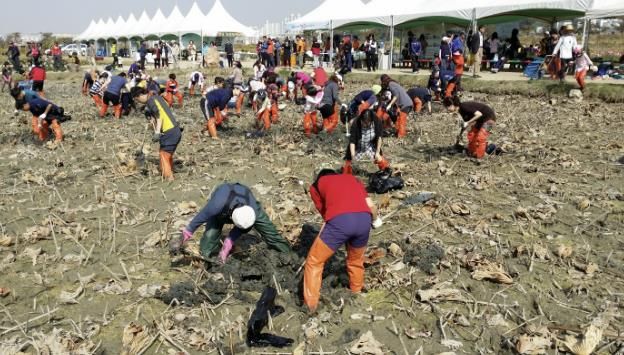 가을날 특별한 체험 어때? 시흥 연꽃테마파크, '가족과 함께하는 호조벌 연근 캐기' 개최