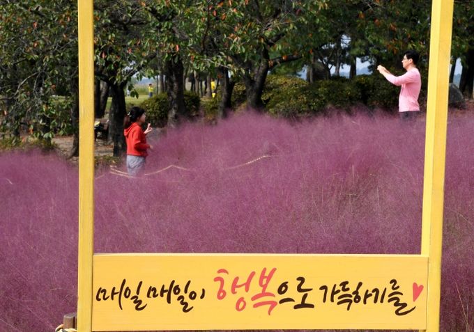 갯골생태공원 핑크뮬리 포토스폿에서 방문객들이 사진을 찍고 있다.