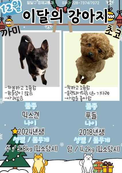 유기견 새 가족 찾기, 수원시 팔달구 12월 '이달의 강아지'