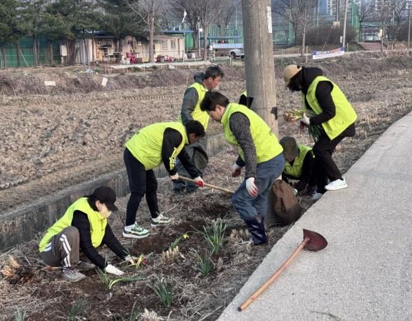 시흥시 신현동, 주민자치회와 함께 수선화 꽃길 조성 구슬땀