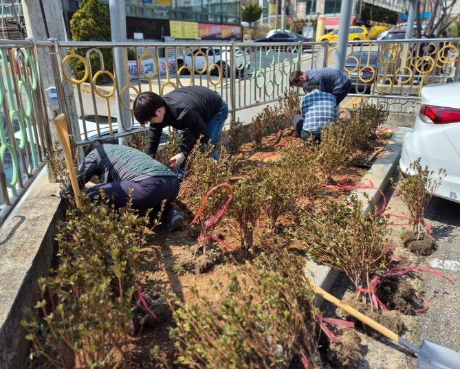 공영주차장 경관개선을 위한 봄맞이 관목 식재 실시