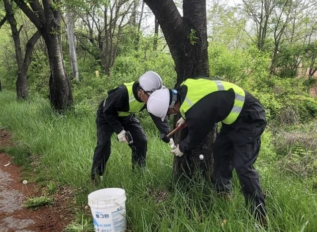 여주시, 가로수 미국흰불나방 'STOP!!'