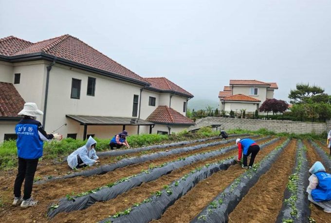 신봉동 고구마심기