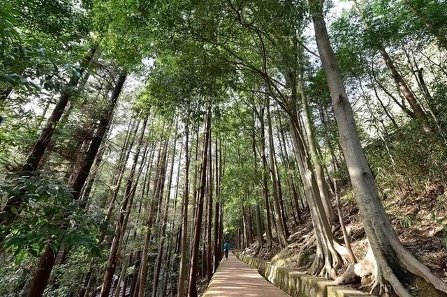 추석 연휴에 가볼 만한 '명품 숲길' 10선