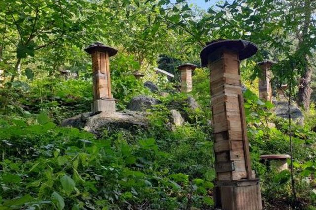 '26년 한봉(토종벌) 꿀 브랜드 생산·유통기반 지원' 본격 추진