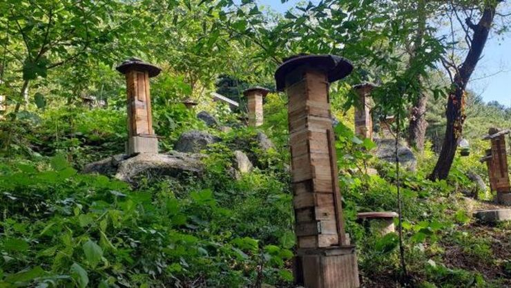 '26년 한봉(토종벌) 꿀 브랜드 생산·유통기반 지원' 본격 추진