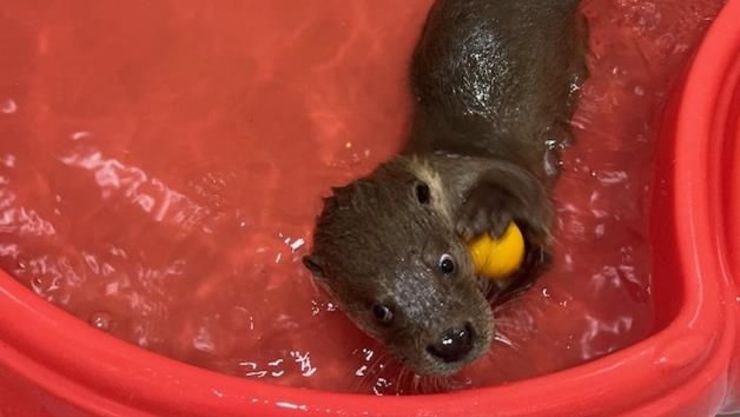 경기도, 작년 야생동물 3,821마리 구조해 절반은 자연 복귀