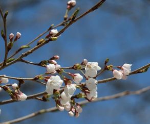 올 벚꽃, 부천 원미산 등 31일~ 일주일 후 만개