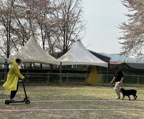 "맹견 키우려면 올해 말까지 꼭 허가 받으세요"