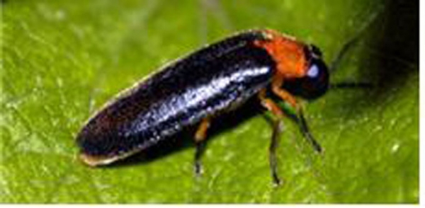 사진=파파리반딧불이