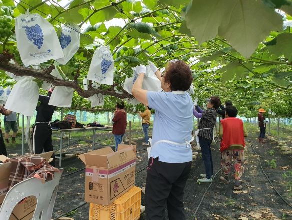 생활개선수원시연합회 회원들이 포도밭에서 자원봉사를 하고 있다