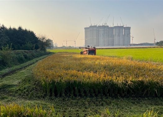 연희공원 논습지 벼(2024년 사진, 수확과정)