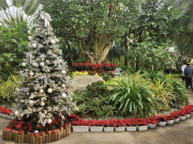 부천호수식물원 수피아 입구 크리스마스 트리 전시 모습